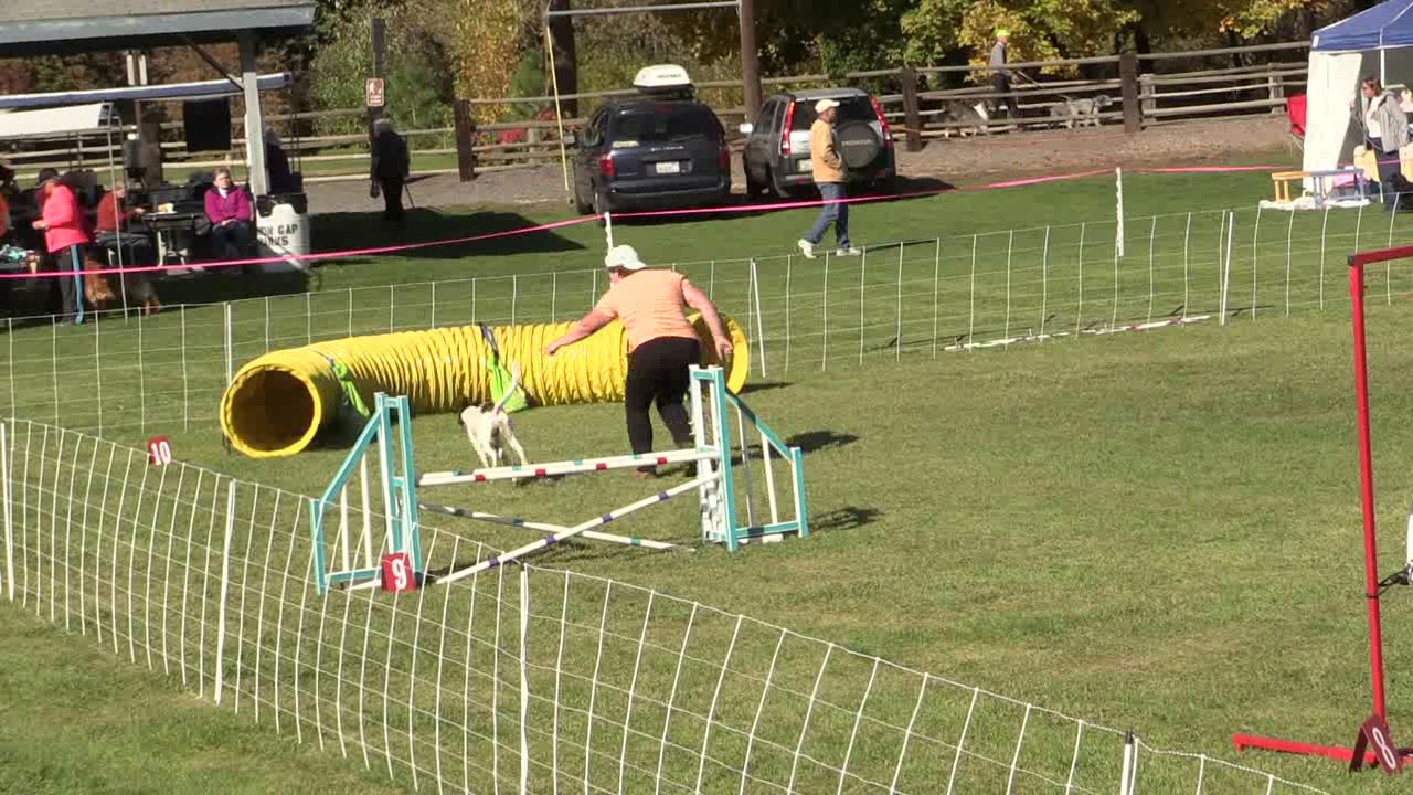 First Q run in Novice STD, Dog Agility, for Tina Carlson, Formosan Mountain Dog in USA