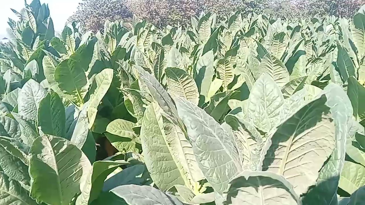 MKP dan sauce Mbakau