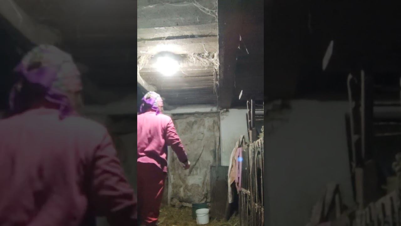 Чого лопають дійки після окоту