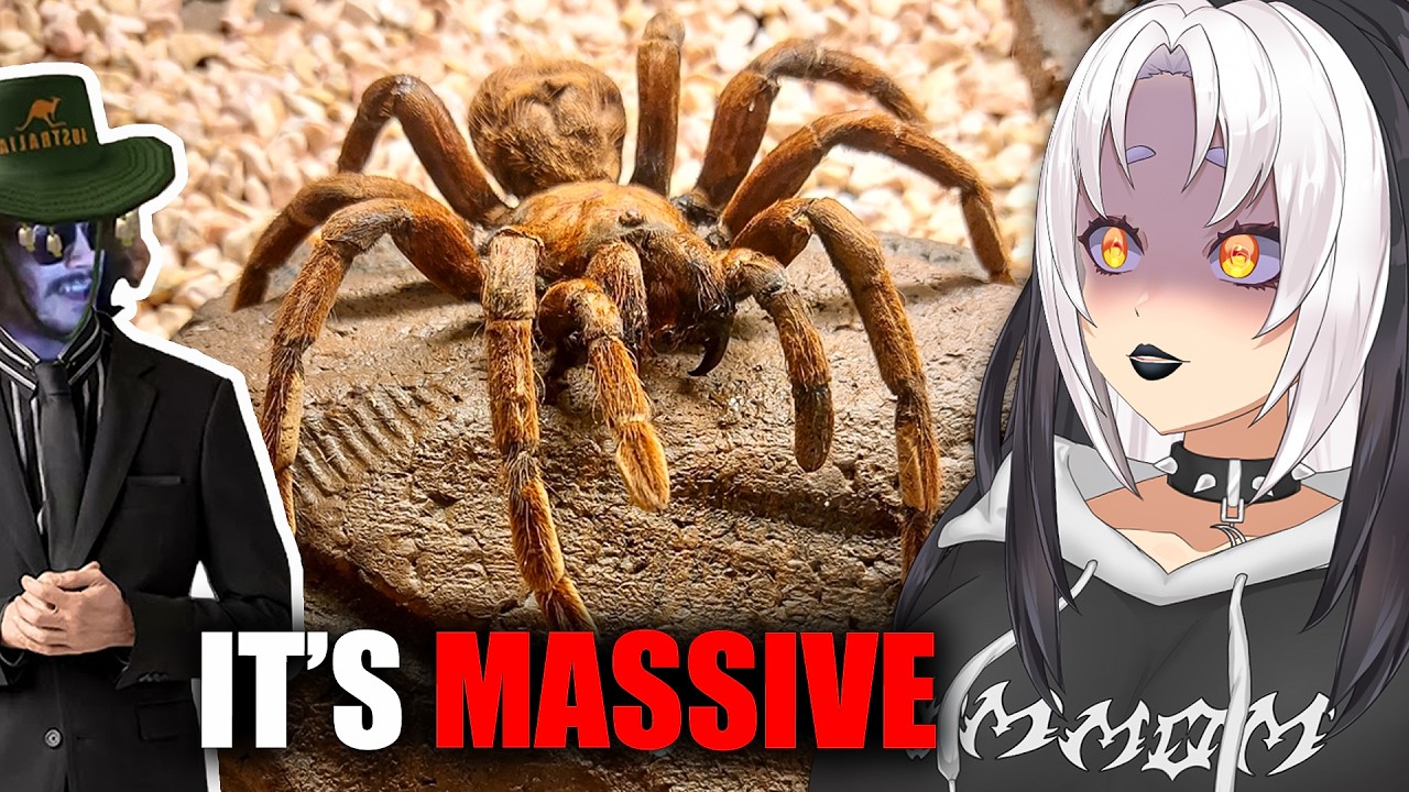 What Are These Spiders?! | Vtuber Reacts to MoreParz