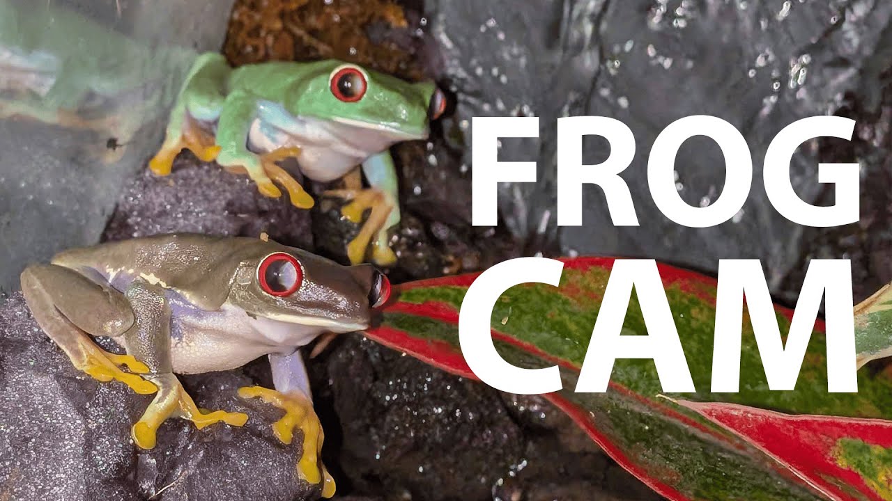 🐸 Frog Cam! [24/7] (ft. three Red Eyed Tree Frogs) 🐸