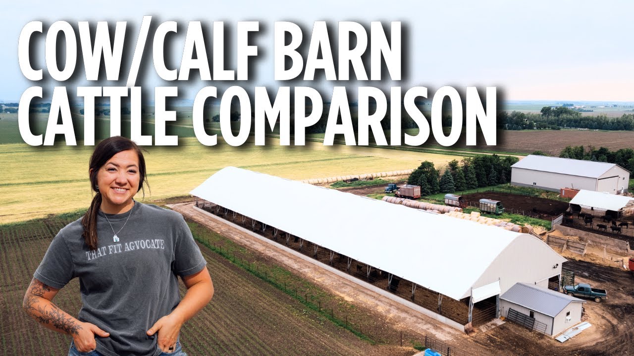 All the Data Comparing @Accu-Steel Buildings Cow/Calf Confinement Barn Cattle to Traditionally Raised Cattle