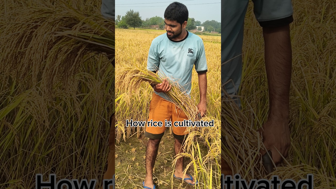 How Rice Is Cultivated 🌾