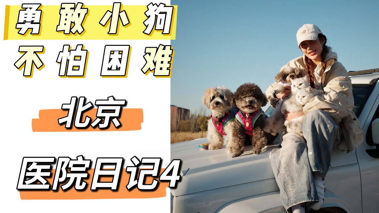 勇敢小狗北京看病日记|感谢摄影师大人@AG姐姐
