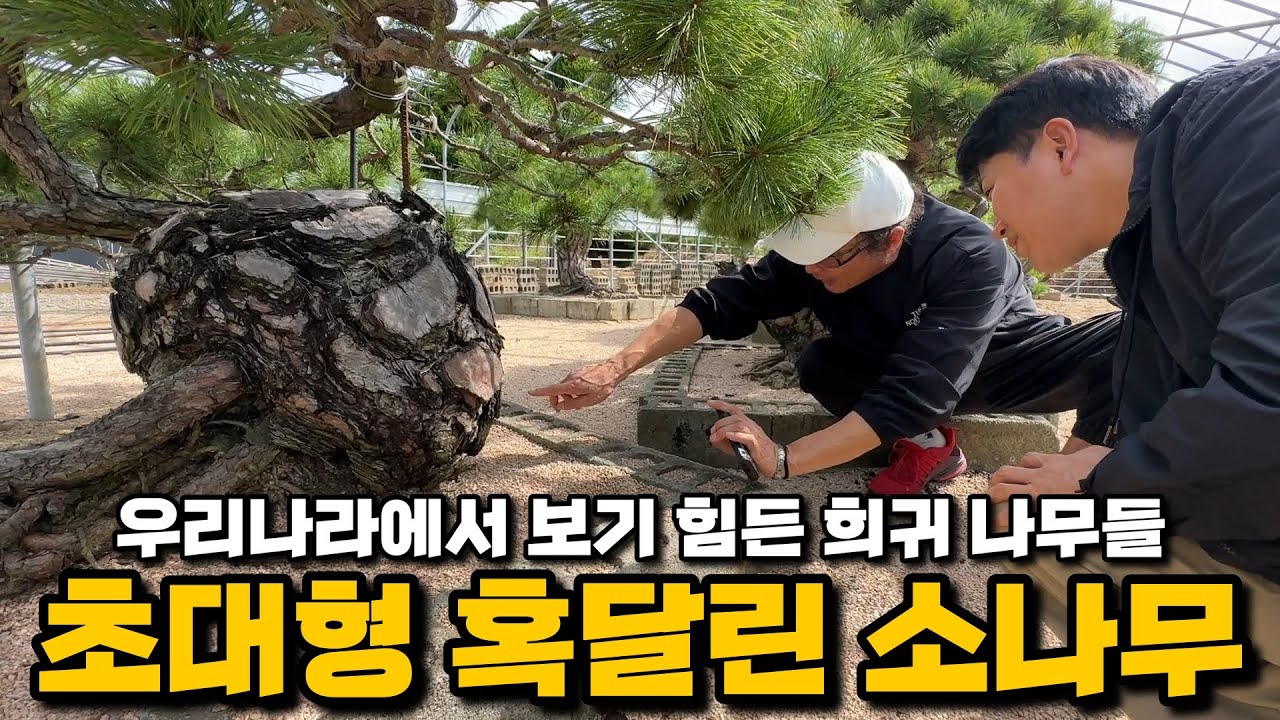 붉은 나무, 혹달린 나무... 보기 힘든 희귀 나무를 모아봤습니다