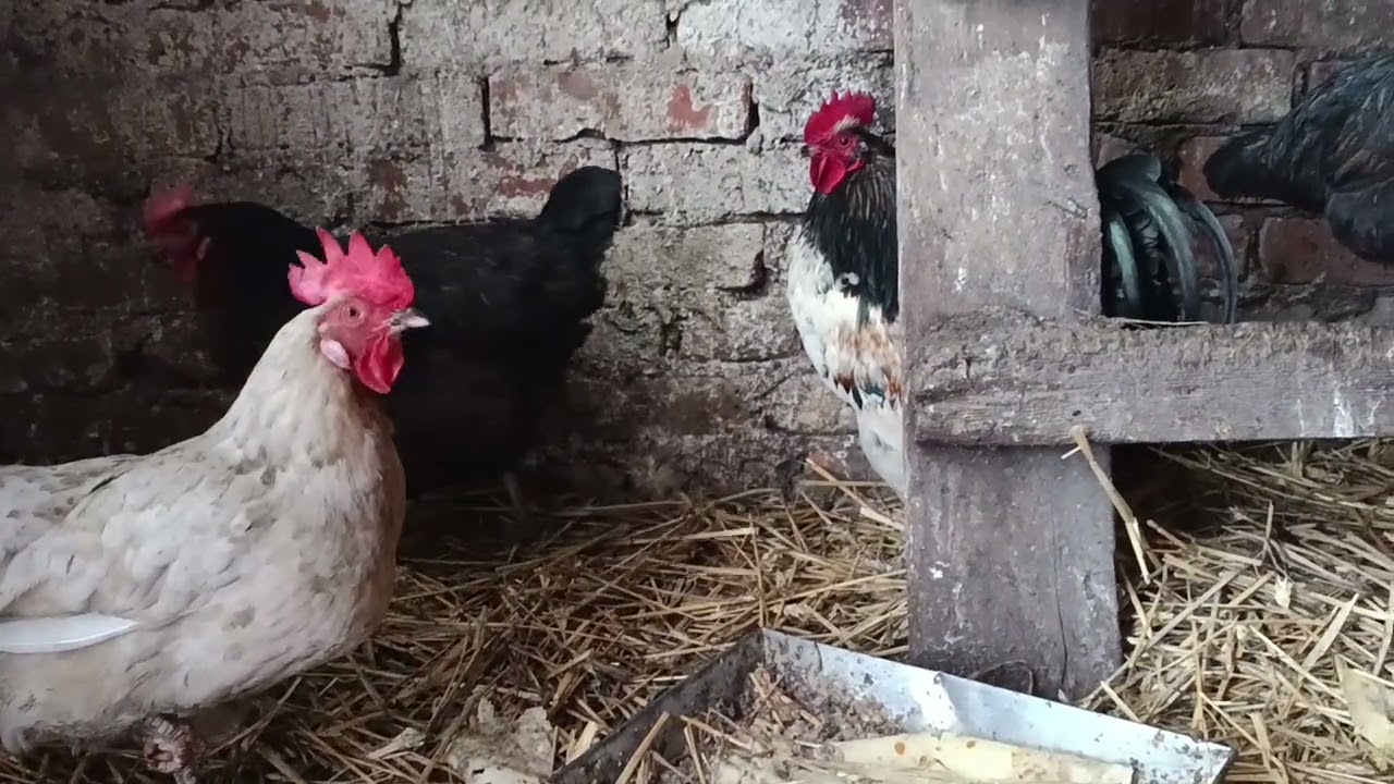 Drugi dzień kurki u babci 
