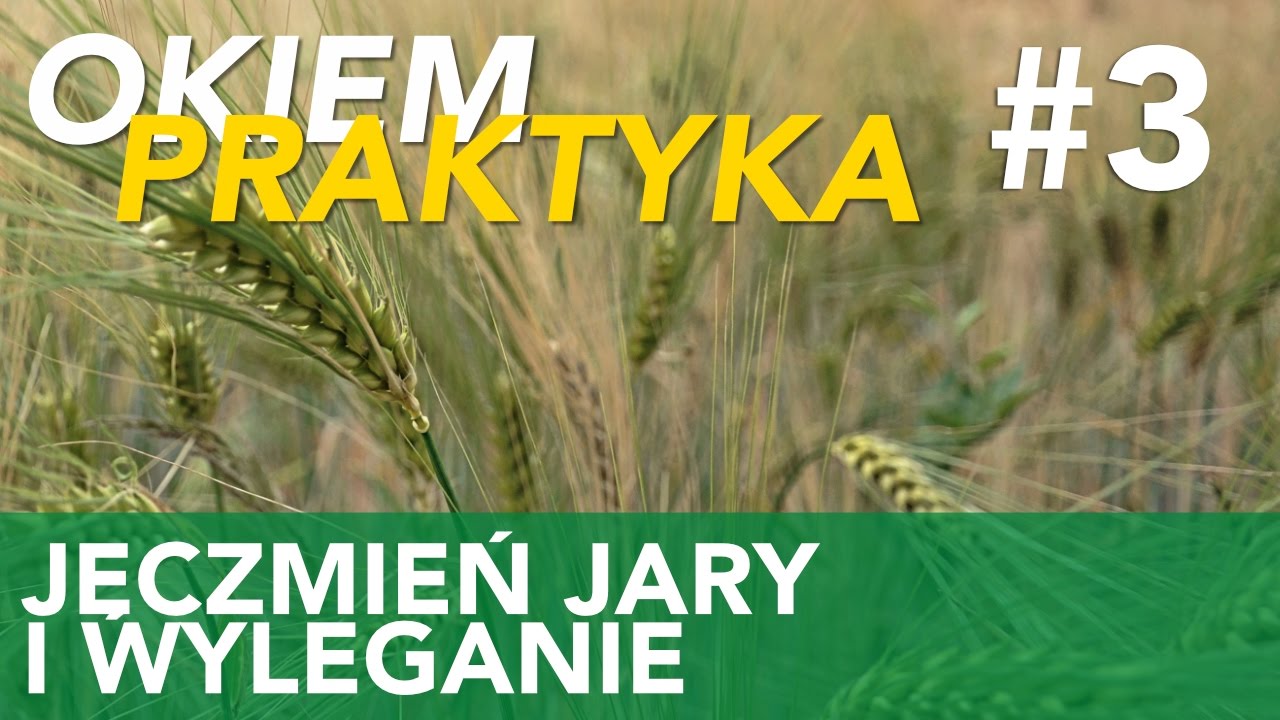 Okiem praktyka odc. 3 | regulatory wzrostu w jęczmieniu