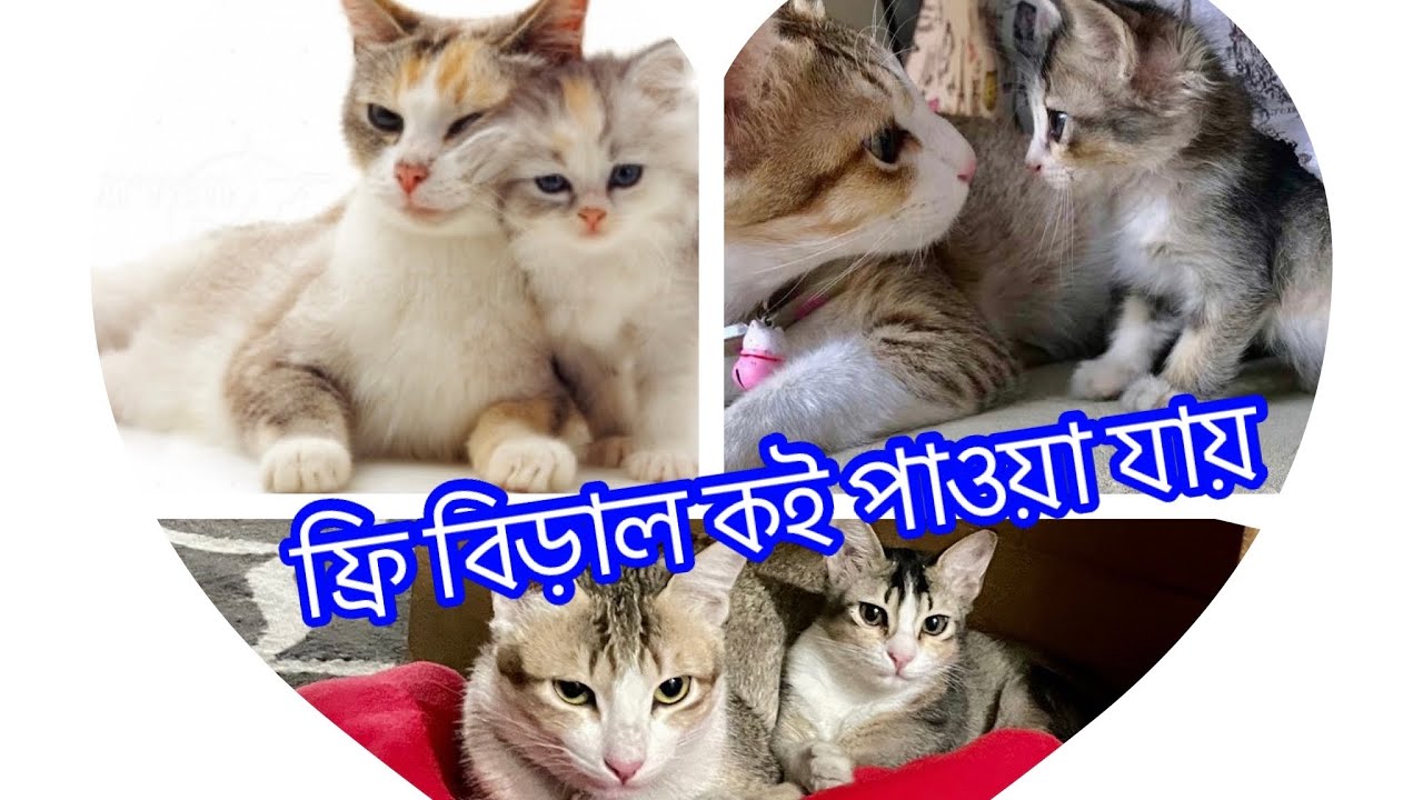 দেশি বিড়াল ফ্রি কৈ পাবেন I কিউট পোষা-প্রাণীর বাজার কাটাবন | Katabon Animal Market I জুলিয়ান মেডেলিন