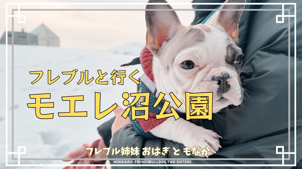【北海道フレブル】春まで雪を楽しむフレブル｜モエレ沼公園｜French Bulldogs Enjoying Snow Until Spring｜Moerenuma Park
