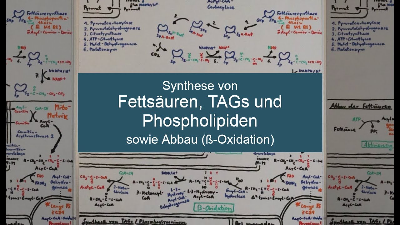 FETTSÄURESYNTHESE und ß-OXIDATION LEICHT GEMACHT (Fettstoffwechsel Teil 1) - Biochemie Now