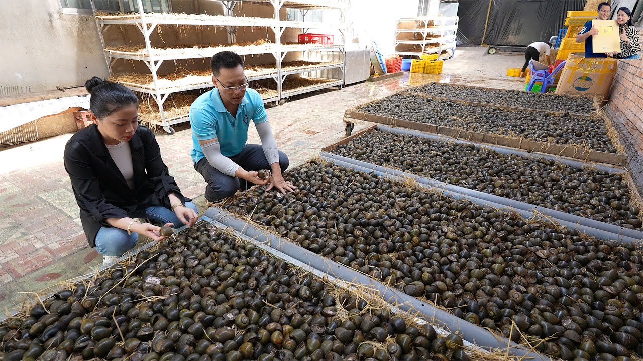 Ốc Gác Bếp Món Ăn Ngon Lạ Hiếm Gặp nhất Mùa Nước Nổi Miền Tây ở Đồng Tháp