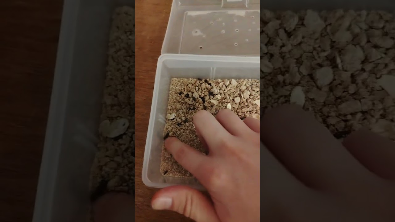 Как чувствуют себя муравьи и жуки-знахари на 10 день