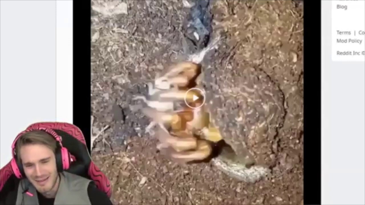 Scare Pewdiepie... with Spider Clips