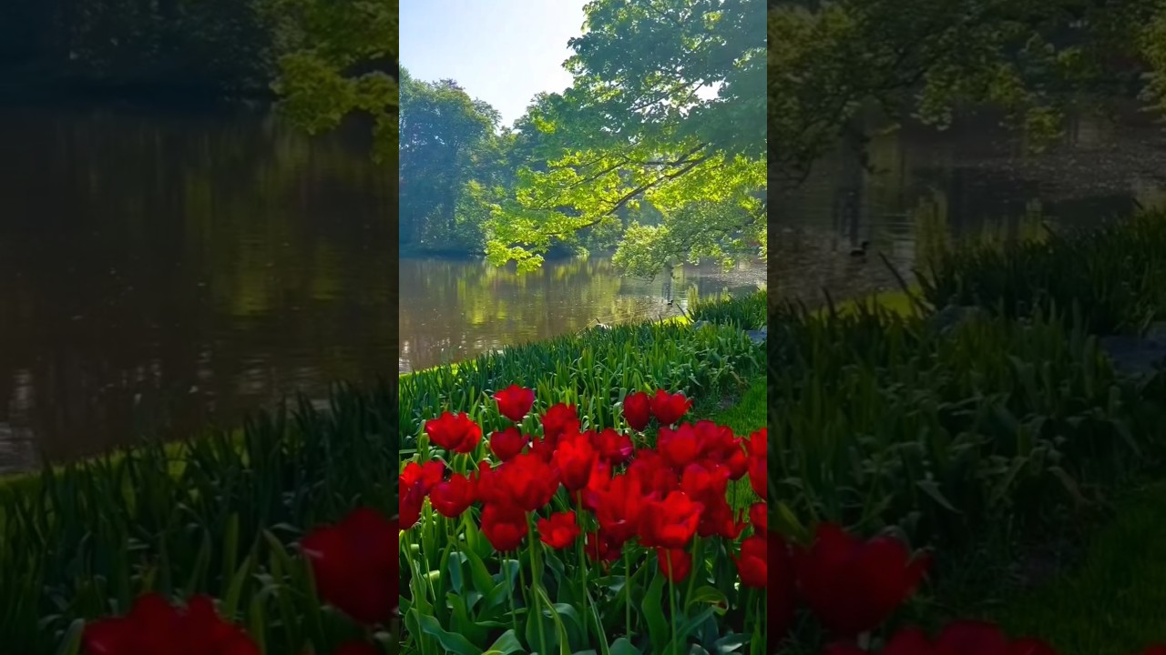 Tulips remind us that soft things can be strong too 