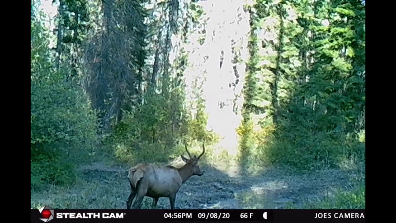 A week at the elk wallow