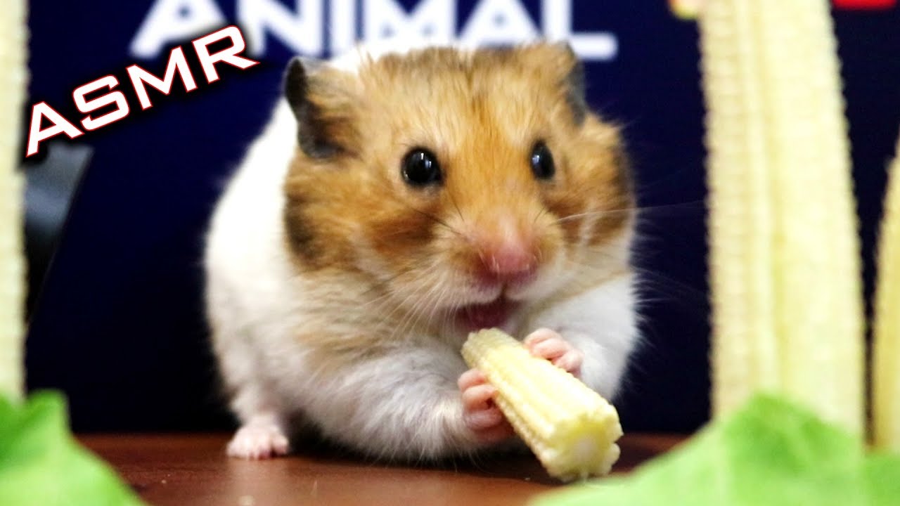 Hamster Eating Baby Corn ASMR 🐹3 | Animal ASMR