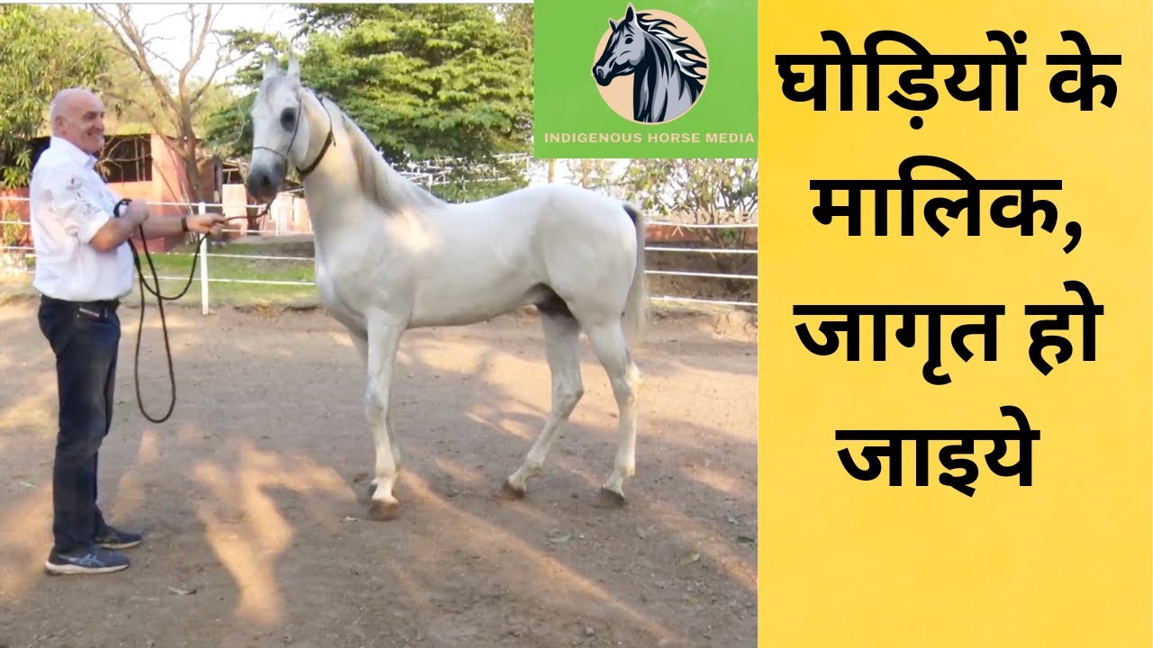 घोड़ियों के मालिकों के लिए ख़ास वीडियो