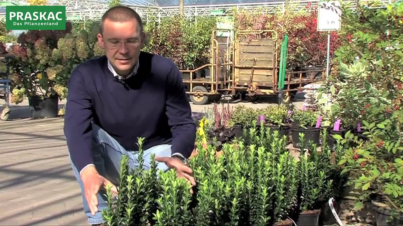 Hecken im Garten | Sichtschutz