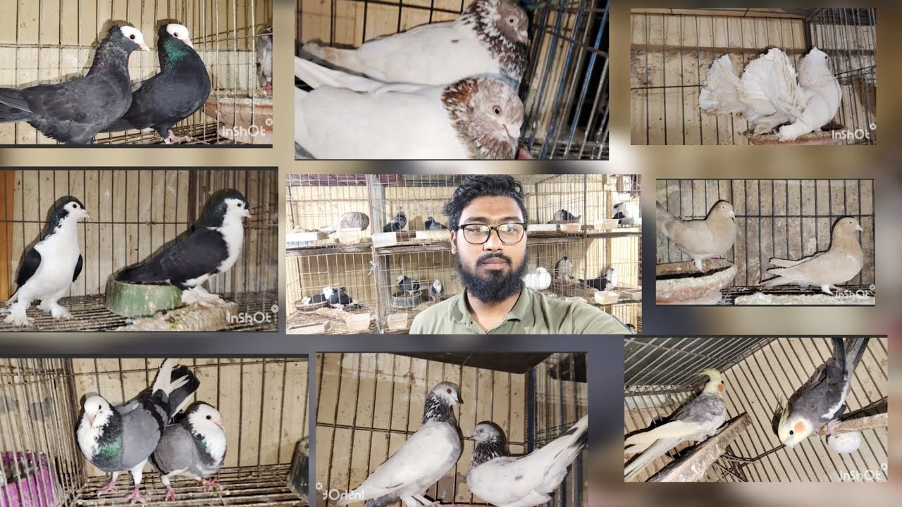 কোয়ালিটি ফুল কবুতর কিনুন অল্প দামে, ডিম বাচ্চা গ্যারান্টি সহকারে কবুতর কিনুন Approve pigeon world 