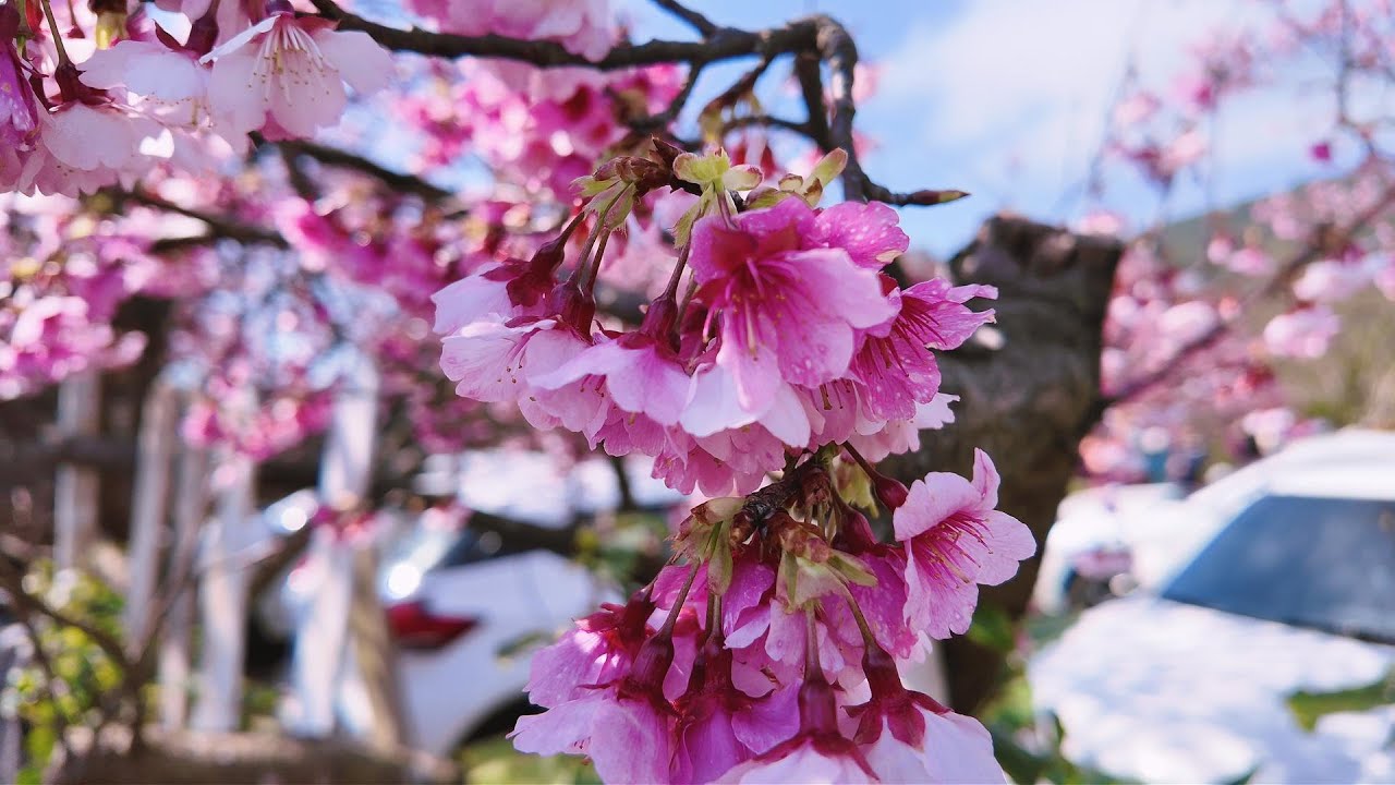 【2026櫻花 】🌸首發/ #全台最美櫻花巷 🌸！陽明山平菁街42巷#寒櫻噴發成粉嫩櫻花風暴」 🌸綻放7-8成
