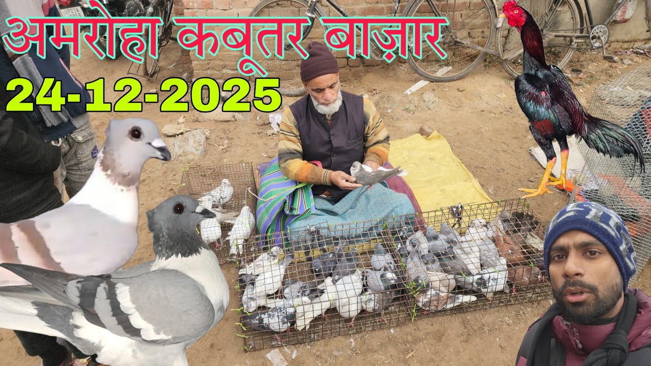 Amroha kabootar market 🕊️ 24-12-2025. अमरोहा कबूतर बाज़ार। Gola kabootar market.