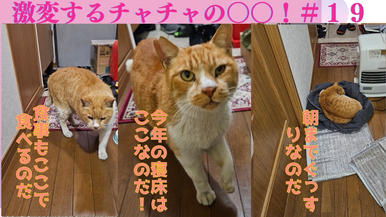 野良猫チャチャの物語,13