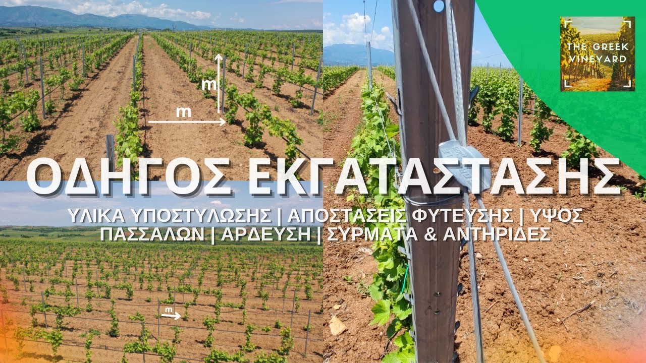 Νέο #Αμπελι | Ο ΑΠΟΛΥΤΟΣ Οδηγός Εγκατάστασης Που ΠΡΕΠΕΙ Να Δεις Πριν #Φυτεύσεις