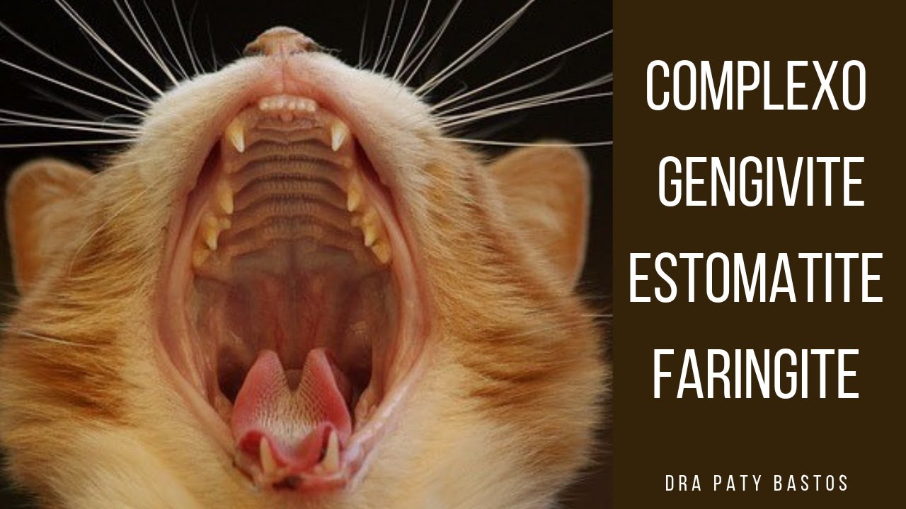 Dicas & Curiosidades com a Dra. Paty - Complexo Gengivite/Estomatite/Faringite
