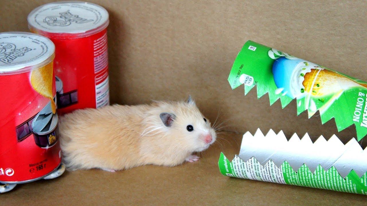 Hamster Pringles Obstacle Course