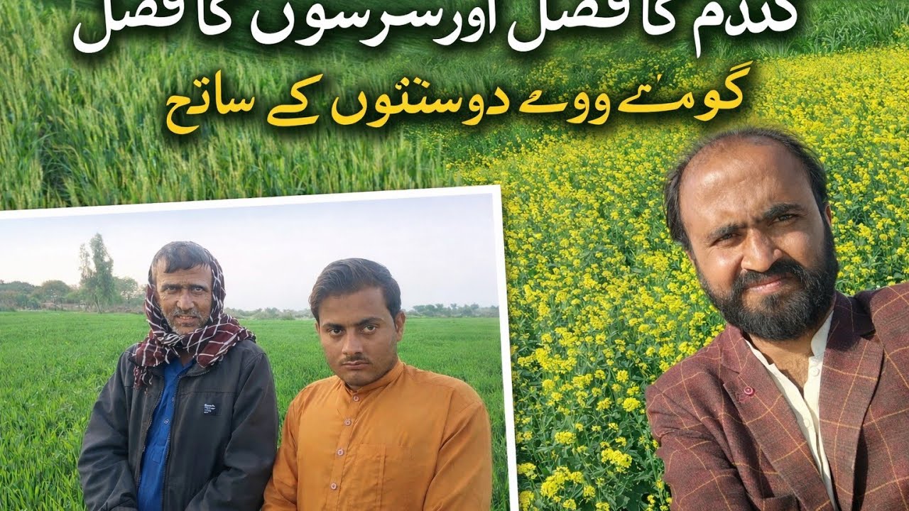 گندم اور سرسوں کی فصل 🌾دوستوں کے ساتھ خوبصورت دیہاتی سفر 