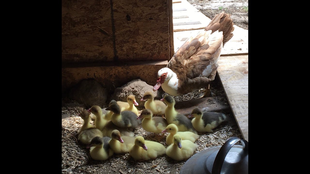 Muscovy Ducklings growth ~ 8 to 14 days old