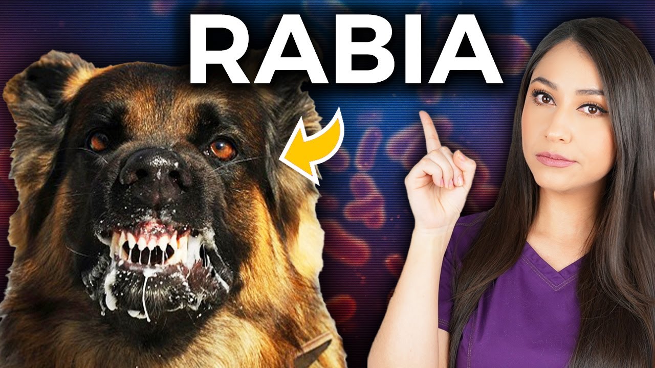 RABIA: El virus más MORTAL l ¿Cómo PREVENIRLO?👩🏻‍⚕️ @Dra. Pau Zúñiga