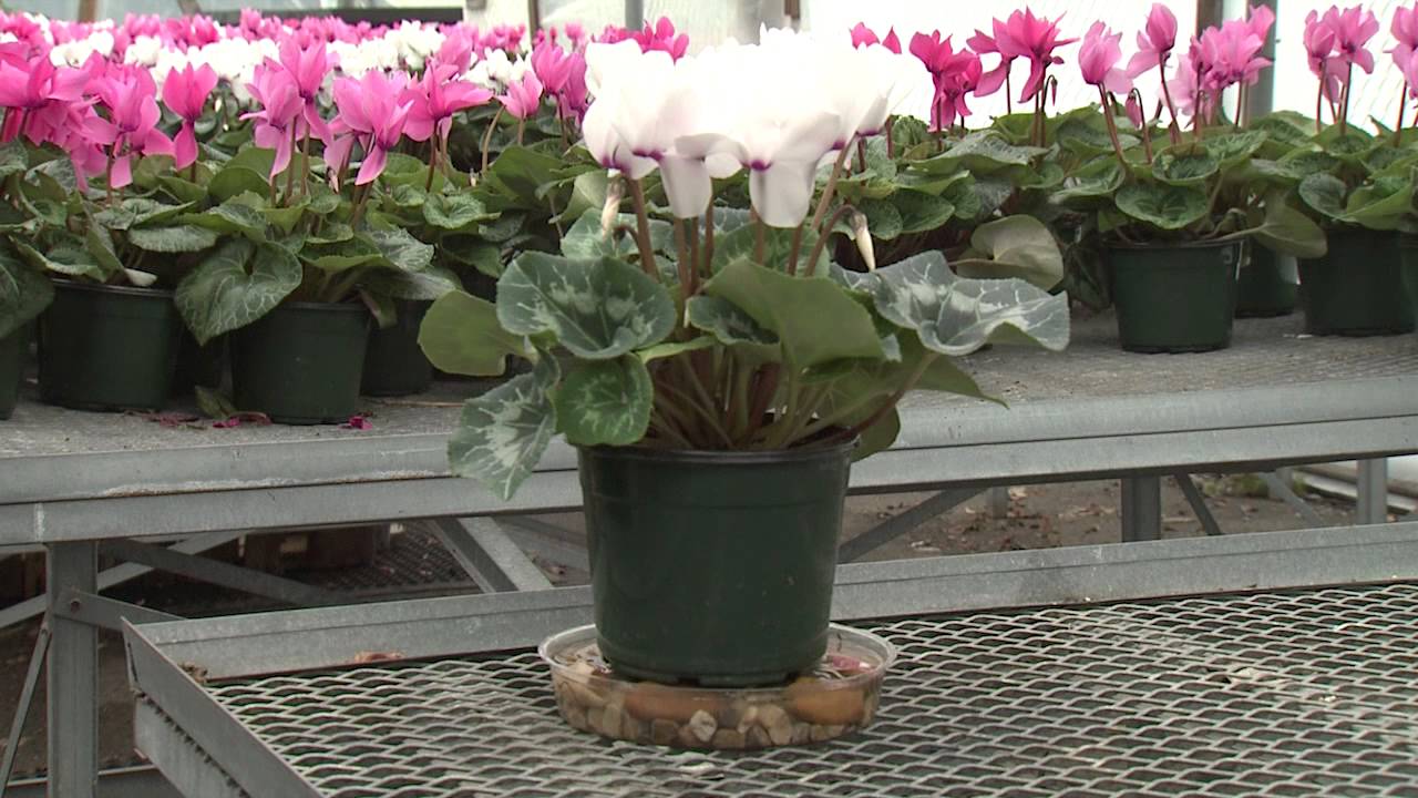 Cyclamen - Southern Gardening TV - February 27, 2013