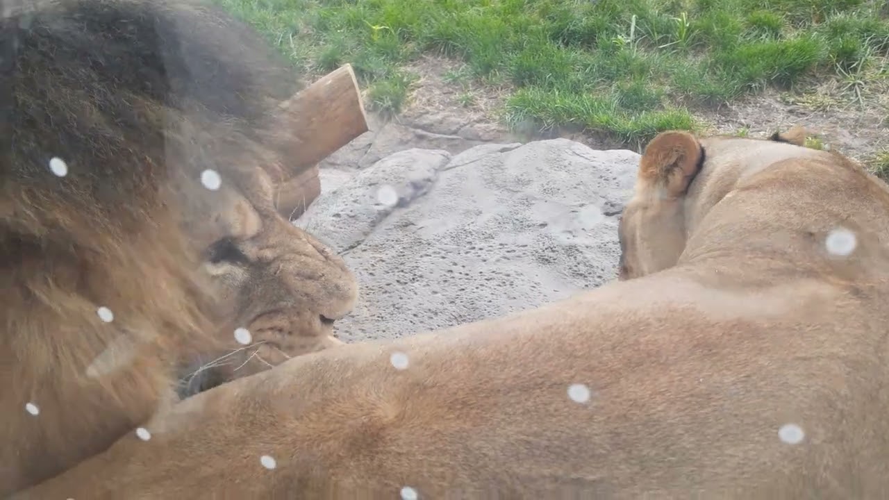 lions family at Lincoln park zoo in Chicago