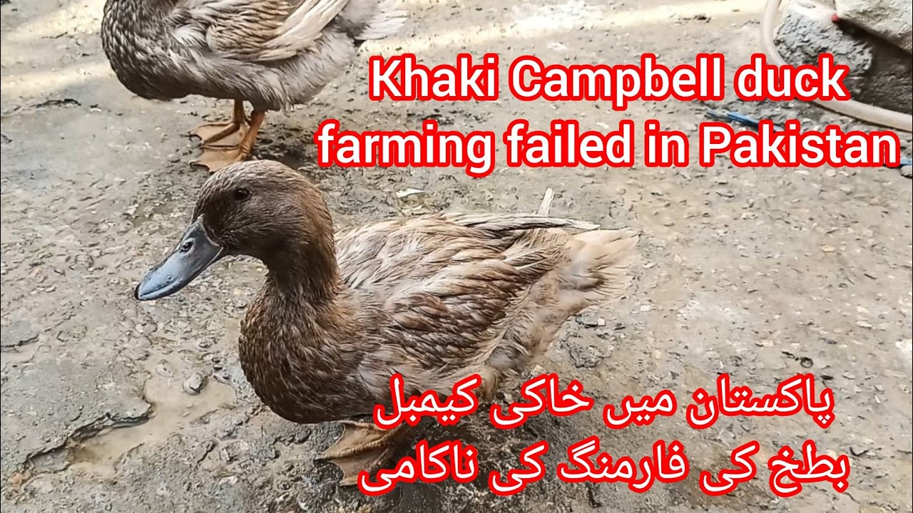 Khaki Campbell duck farming failed in Pakistan پاکستان میں خا بطخ کی فارمنگ کی ناکامی 