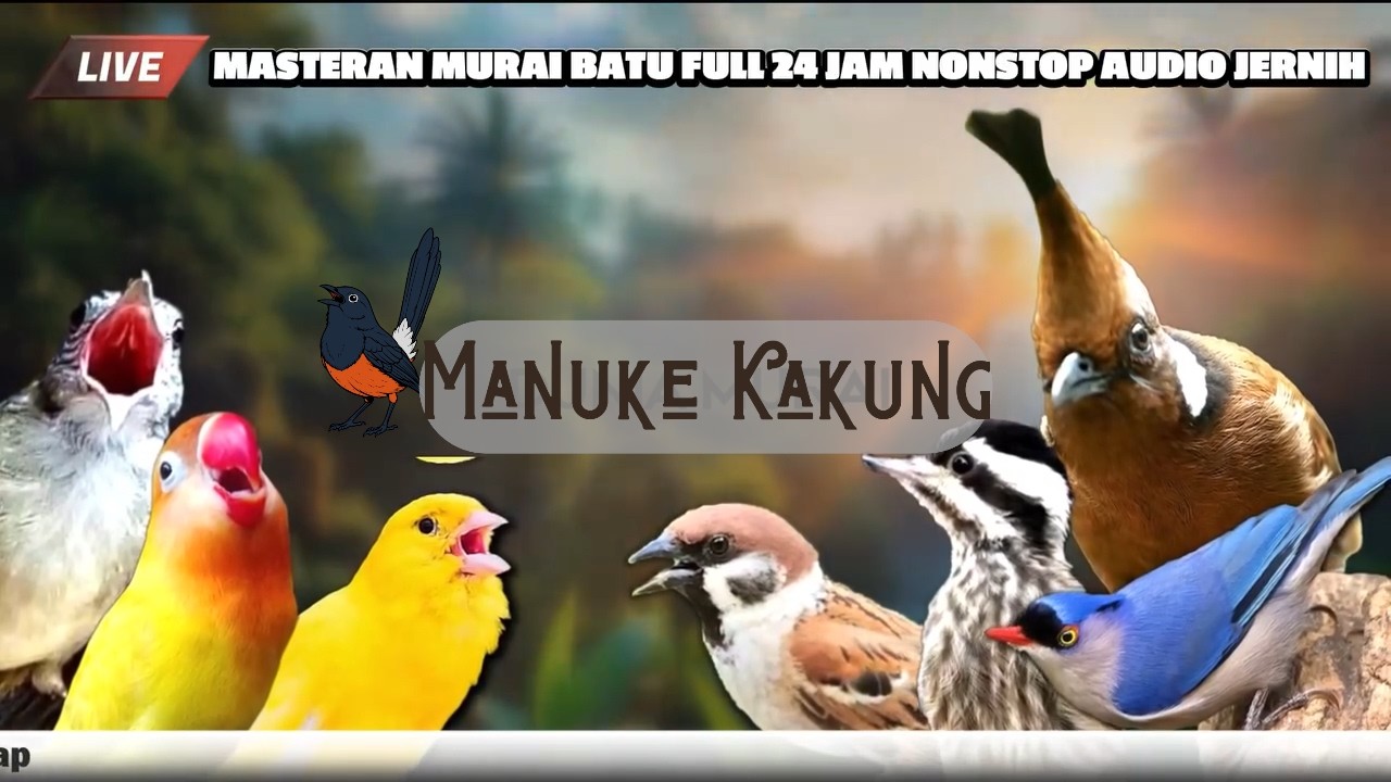 MASTERAN LENGKAP MURAI BATU  BONGKAR ISIAN DAHSYAT 100% COCOK BUAT MASTERAN MURAI BATU ANDA