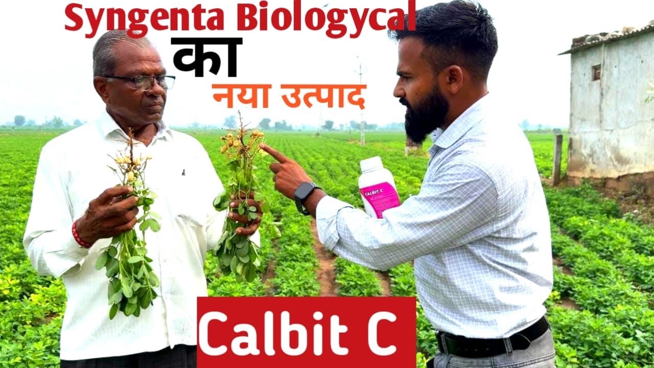 मूंगफली की खेती में Calbit का उपयोग | Valagro Calbitc Farmer Feedback|#agricarepoint#valagro#calcium