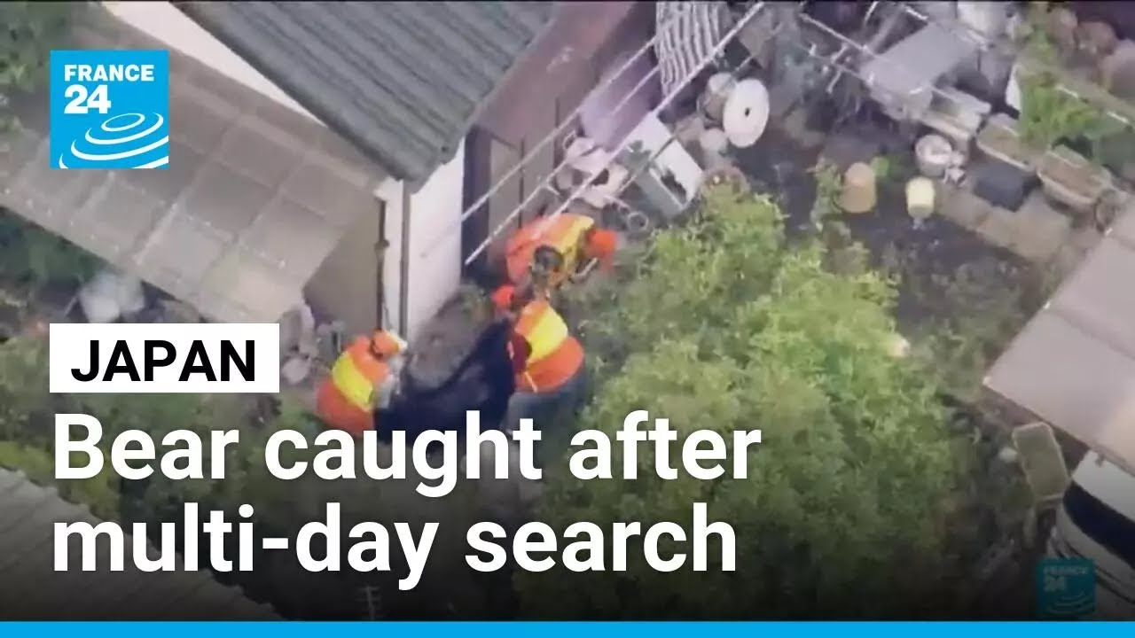 Bear captured in Japan after multi-day search as attacks rise &bull; FRANCE 24 English