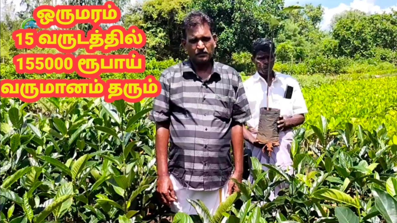 பலே வருமானம் தரும் பலா சாகுபடி