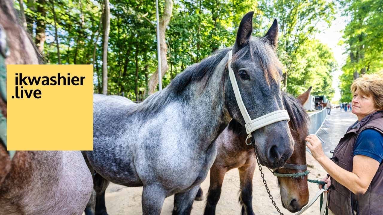 Prijskamp voor paarden op Jaarmarkt Berlare met Belgische trekpaarden, warmbloedpaarden en pony’s