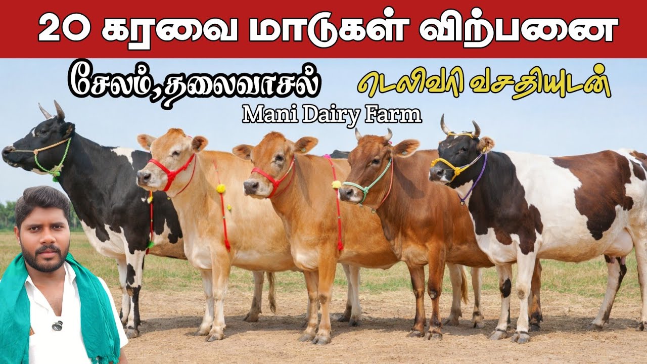 20 லிட்டர் கறவை மாடுகள் / சேலம் தலைவாசல்/Mani dairy farm 