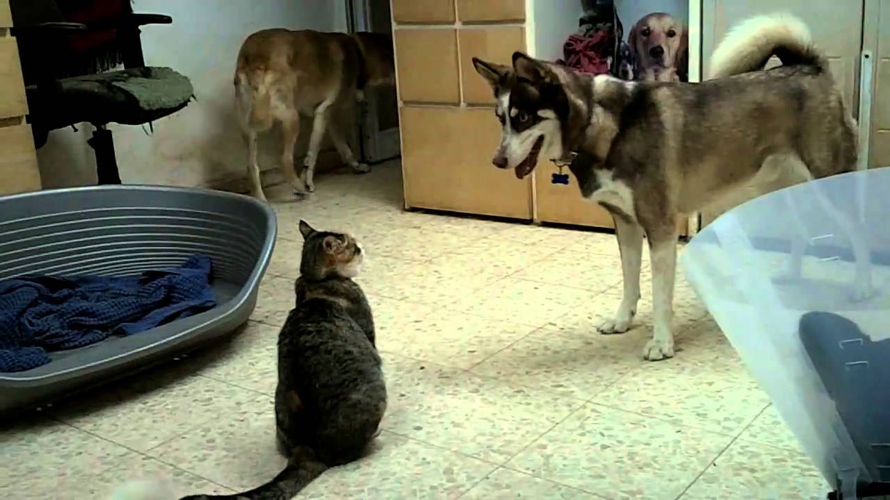 Husky vs. Cat