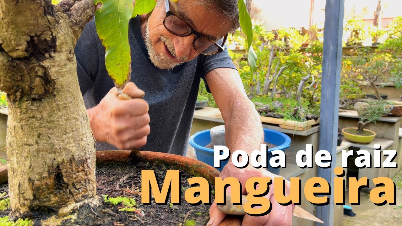 PODA DE RAIZ - BONSAI DE MANGUEIRA
