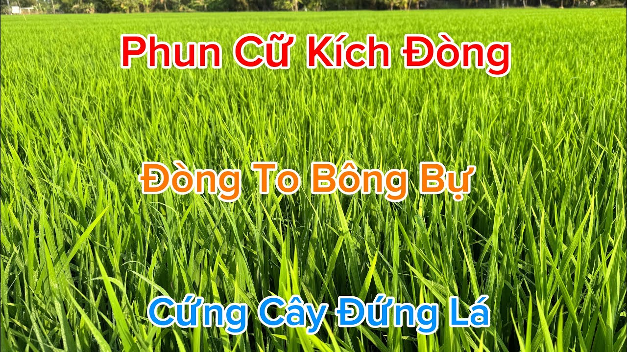 Phun cữ kích đòng, đòng to bông bự, cứng cây đứng lá
