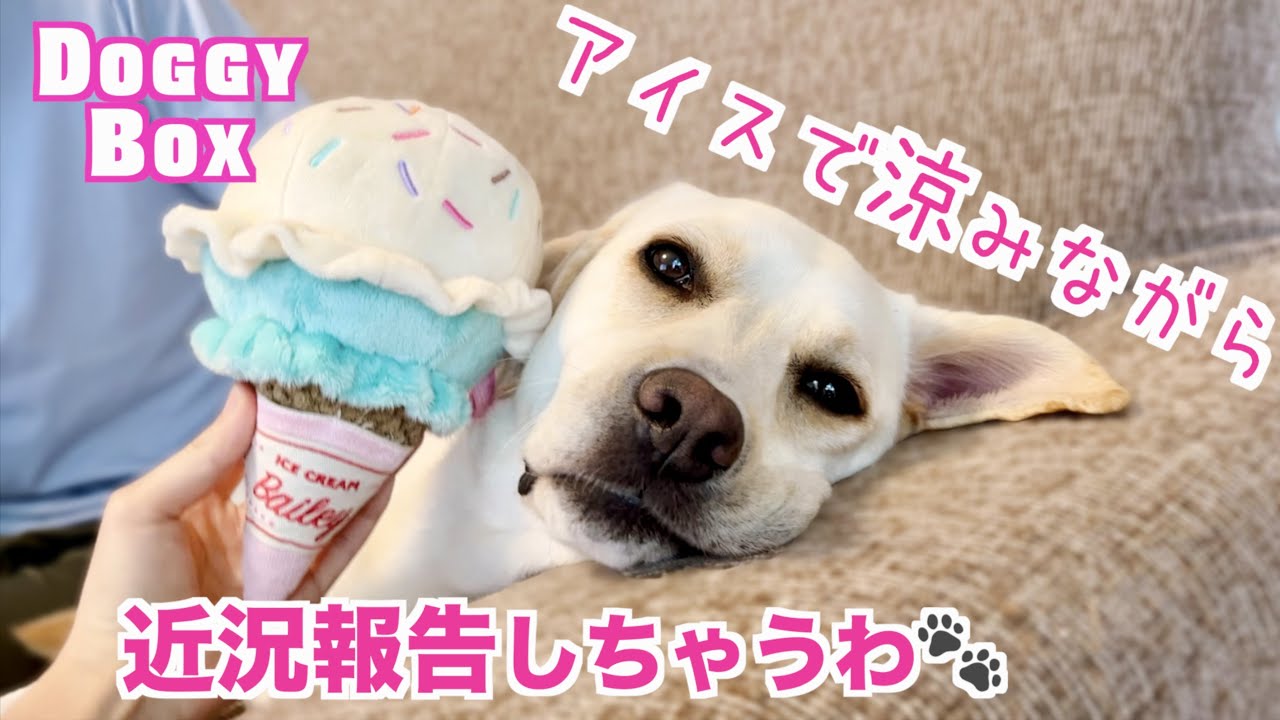 【近況報告🐾】アイスで涼みながら、ゆるりとおしゃべりしちゃうわ🐶❤️  #DoggyBox 🎁Labrador Mimi enjoys her humongous ice cream! #332