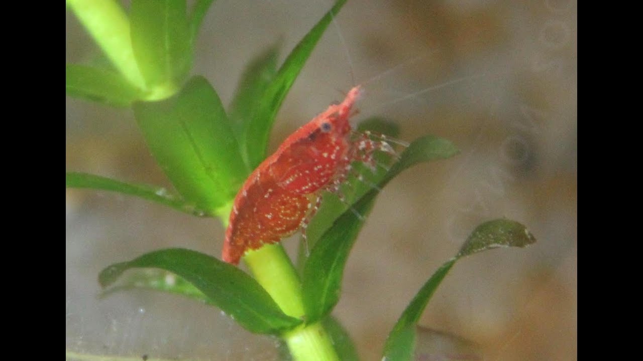 054 Animal - Crevetii Red Cherry (Neocaridina davidi)
