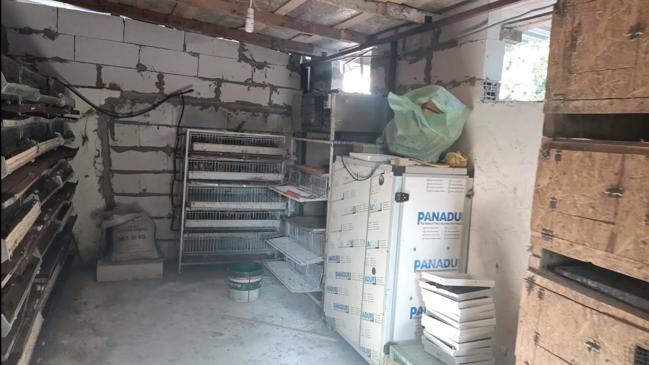 #çatalca #elbasan Yeni Çiftliğimize Yerleştik Bıldırcınları Çogaltıyoruz
