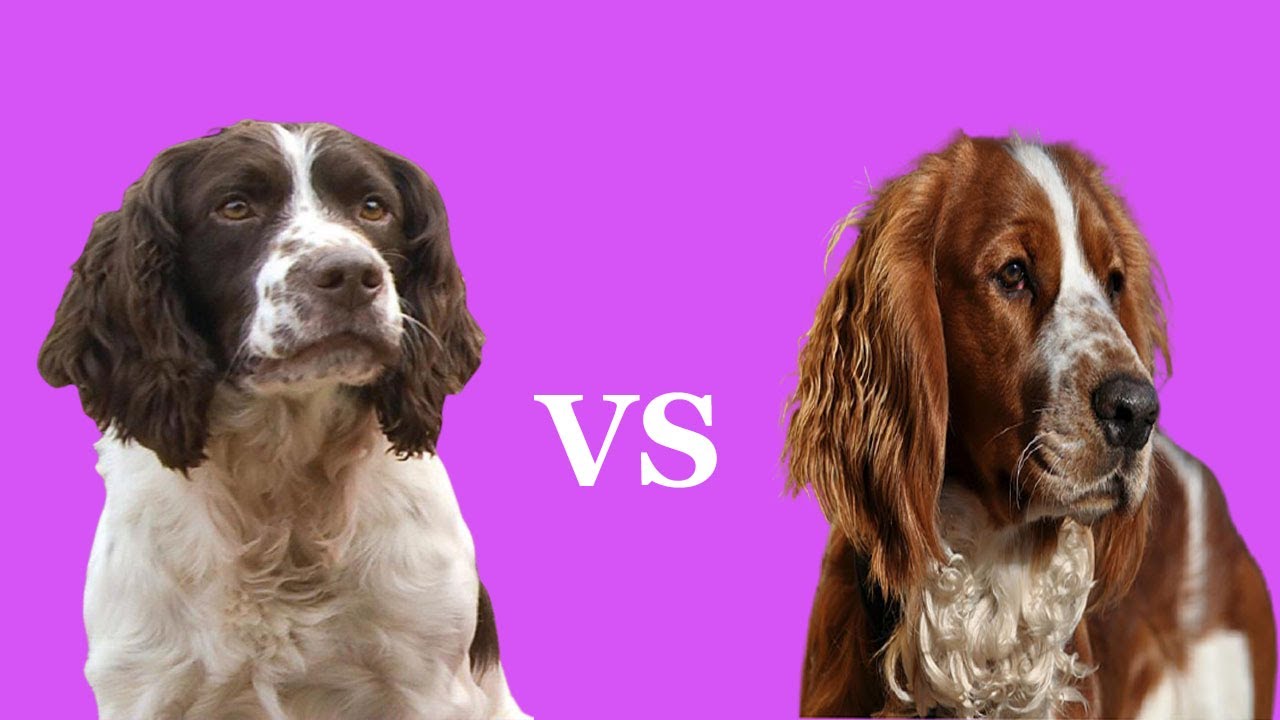 English Springer Spaniel vs Welsh Springer Spaniel | Which Is A Better Pet?