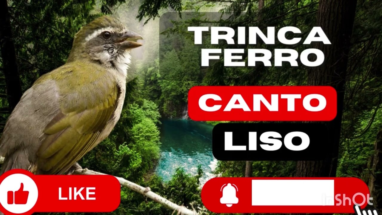 MELHOR ENCARTE TRINCA FERRO CAMTO LISO TRIMCA FERRO ESTEV&Atilde;O TREINE ESQUENTE SEU TRINCA FERRO LISO