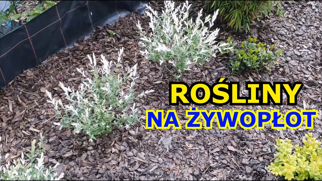 Rośliny na Żywopłot Liściasty i Iglasty | Co zamiast Tui